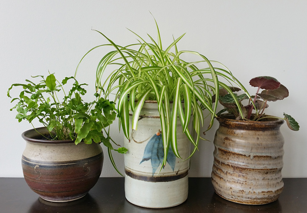 How Safe Ceramic Pots for Plants