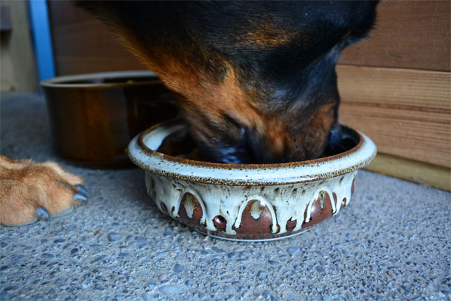 UPCYCLE | DIY Dog Bowl From Old Pottery Dishes