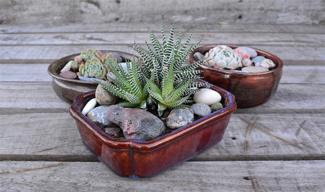 DIY PROJECT | Succulent Bowl