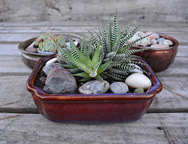 DIY PROJECT | Succulent Bowl