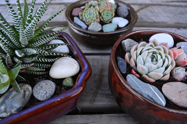 DIY PROJECT | Succulent Bowl