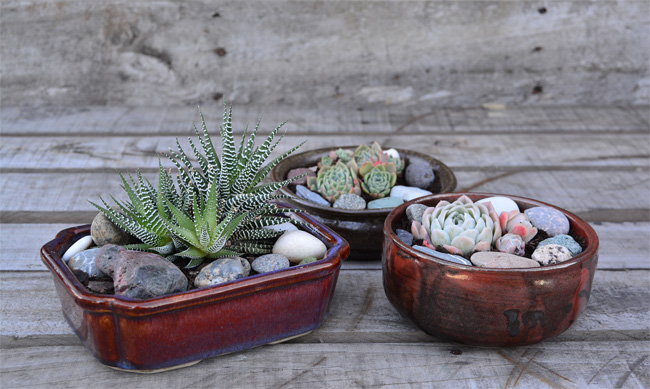 DIY PROJECT | Succulent Bowl