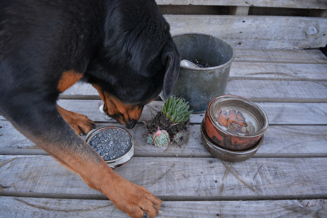 DIY PROJECT _Succulent Bowl