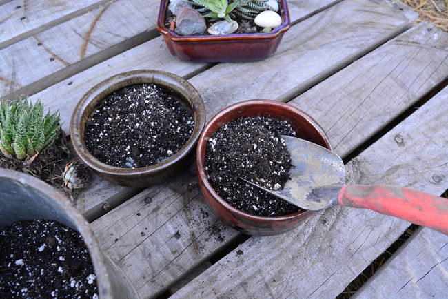 DIY PROJECT | Succulent Bowl