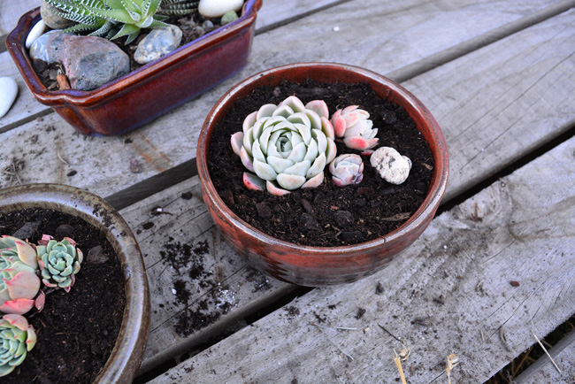 DIY PROJECT | Succulent Bowl