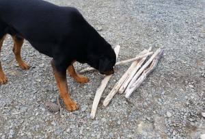 DIY Project_Driftwood Christmas Tree