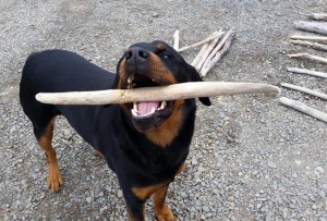 DIY Project_Driftwood Christmas Tree