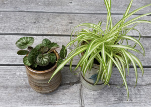 DIY PROJECT | Upcylced Ceramic Jars to Plant Pots