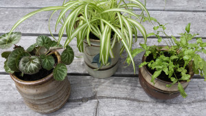 DIY PROJECT | Upcylced Ceramic Jars to Plant Pots