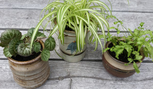DIY PROJECT | Upcylced Ceramic Jars to Plant Pots