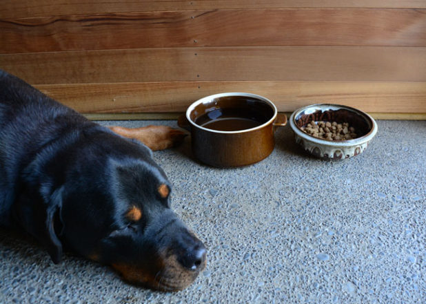 SECONDHAND DIY Pet Bowls From Upcycled Pottery
