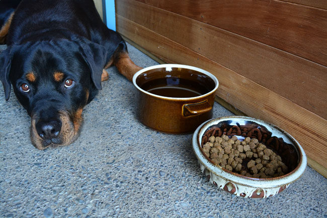 SECONDHAND DIY Pet Bowls From Upcycled Pottery