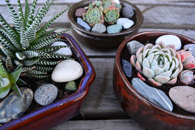 DIY PROJECT _Succulent Bowl