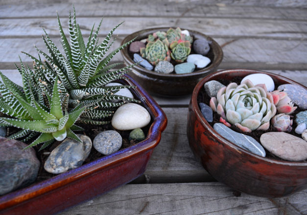 DIY PROJECT | Succulent Bowl