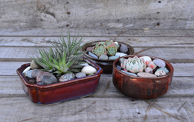 DIY PROJECT | Succulent Bowl