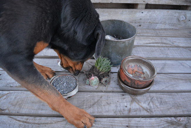 DIY PROJECT | Succulent Bowl