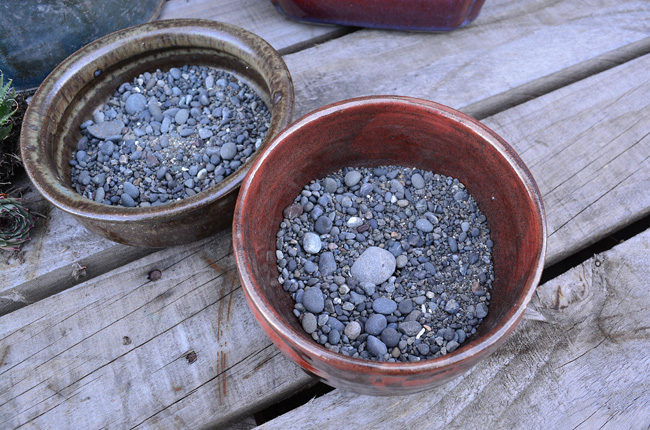 DIY PROJECT | Succulent Bowl