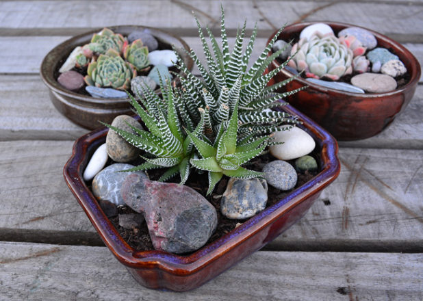 DIY PROJECT | Succulent Bowl