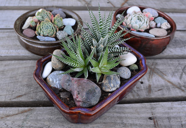 DIY PROJECT | Succulent Bowl