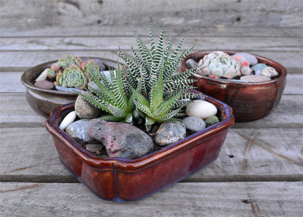 DIY PROJECT | Succulent Bowl