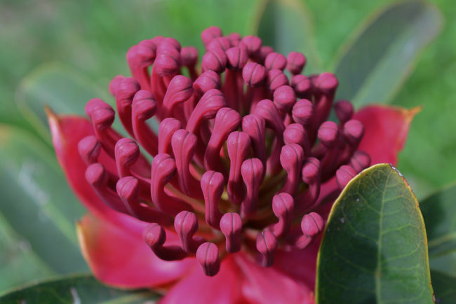 INSPIRATION | Waratah
