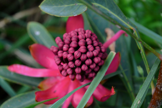 INSPIRATION | Waratah