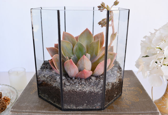 Threadbarecloak.com | How To Make a Simple Terrarium