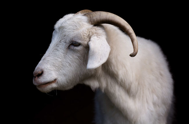 Rosie The Goat