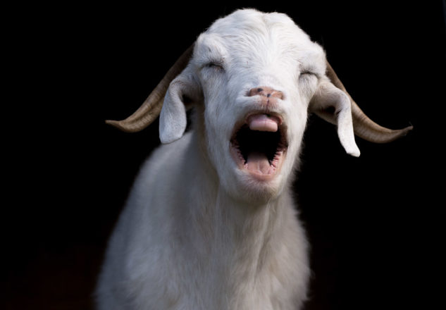 Rosie The Goat